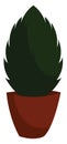 Thuja in pot, illustration, vector