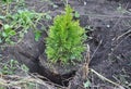 Thuja Sapling with Roots (Thuja Occidentalis Golden Brabant). Planting Cypress.