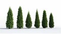 thuja set illustration isolated on white. Royalty Free Stock Photo