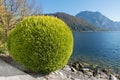 Thuja shrub at the lake side. ball-shaped topiary cut