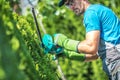 Thuja Shrub Trimming