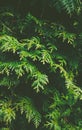 Thuja shrub wall as plant texture and nature background