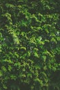 Thuja shrub wall as plant texture and nature background