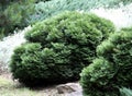 Thuja small coniferous ornamental plant