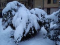 Thuja and spruce bent under the yoke of heaped snow after a snow storm in the city. The branches of the tree bent almost to the Royalty Free Stock Photo