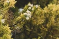 Thuja standishii foliage and cones