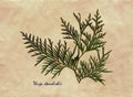 Thuja standishii in herbarium