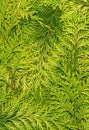 Thuja_texture_light Royalty Free Stock Photo