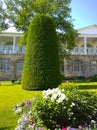 Thuja topiary and flower bed in famous Catherine Park, Pushkin, Russia. Decorative trimming of shrubs and trees. Landscaping.