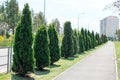 Thuja tree alley along the road blue sky sunny day