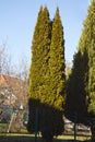 Thuja Tree arborvitaes close up in backyard garden. Royalty Free Stock Photo