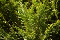 Thuja Tree arborvitaes close up in backyard garden. Royalty Free Stock Photo