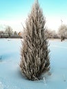 Thuja tree completely covered with white morning frost on freezing winter morning