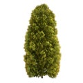 Thuja Tree Isolated