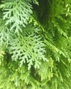 Thuja, tree of life. commonly known as arborvitaes. Royalty Free Stock Photo