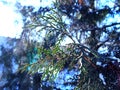 Thuja tree twig on a white snowy phony in the sun