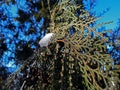 Thuja tree twig on a white snowy phony in the sun