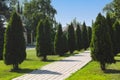 Thuja trees growing along the side of a tiled path in park Royalty Free Stock Photo