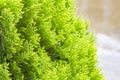 Thuja twig, Thuja occidentalis is an evergreen coniferous tree. Platycladus orientalis, also known as Chinese thuja.