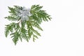 Thuja twigs and Christmas silver flower on a white background Royalty Free Stock Photo