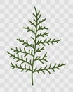 Thuja twigs closeup. Isolated plant on transparent background