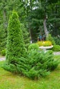 Thuja western and cossack juniper in landscape composition