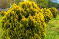 Thuja western close up Royalty Free Stock Photo