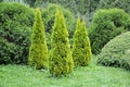 Thuja western, variety Golden Smaragd Thuja occidentalis L.. Planting conifers