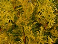 The thuja western with yellow needles cultivar Jantar in spring