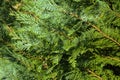 Thuja & x28;life tree& x29; in landscape design is one basic plants and is