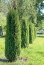 Thujas. Evergreen arborvitae grow in number in the park in the spring. Garden design. Royalty Free Stock Photo