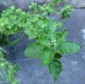 Thulasi plant in a pot morning bright light photography Royalty Free Stock Photo