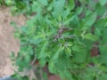 Thulasi plant top view, healthy and antibiotics Royalty Free Stock Photo