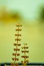 Basil Thulasi the universal medicine Royalty Free Stock Photo