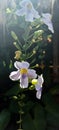 Thumbergia, skyflower. Hanging plants with beautiful flower Royalty Free Stock Photo