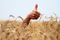 Thumbs up in a field of wheat