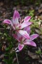 Thunberg lily Royalty Free Stock Photo