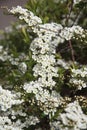 Thunberg\'s meadowsweet Spiraea thunbergii blossom in spring