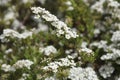 Thunberg\'s meadowsweet Spiraea thunbergii blossom in spring