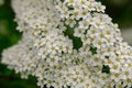 ThunbergÃ¢â¬â¢s meadowsweet spring flowers