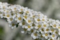 ThunbergÃ¢â¬â¢s meadowsweet spring flowers