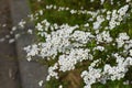 Thunberg spirea flowers Royalty Free Stock Photo