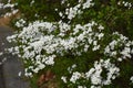 Thunberg spirea flowers Royalty Free Stock Photo