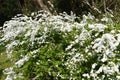 Tunberg spirea