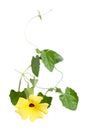 Thunbergia Royalty Free Stock Photo