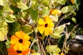 Thunbergia alata, Black-eyed Susan vine