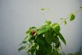 Thunbergia alata, commonly called black-eyed Susan vine, is a herbaceous perennial climbing plant species. Berlin, Germany Royalty Free Stock Photo