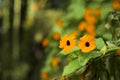 Thunbergia alata - Flower poet`s eye