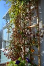 Thunbergia and cobaea grow in container near wooden trellis for climbing plants. Small urban garden on the balcony