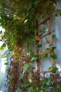 Thunbergia and cobaea. Wooden trellis with climbing plants in small garden on the balcony